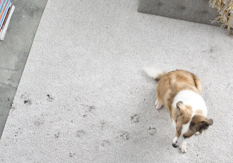 AreaRugs-care-Stains AreaRugs-care-Stains